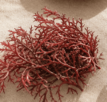 Organic Marine Plant Calcium, a real wholefood ingredient used in Phoenixa Wholefood Electrolytes